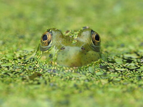 A green frog peeking above the algae on a pond surface