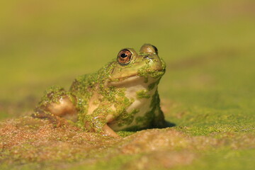 Green frog on the surface of an algae-covered pond