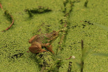 Bullfrog sitting on a branch at the surface of a pond