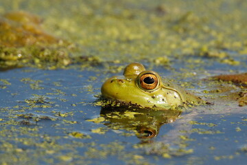 Green frog peeking eyes above water