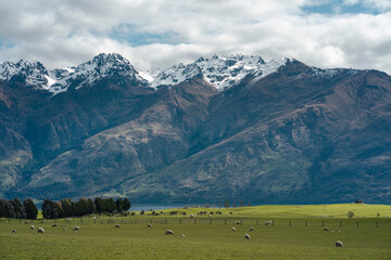 Farm full of sheep with amazing mountain view. Queenstown, New Zealand