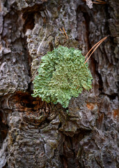 Green moss on the bark of an old pine tree