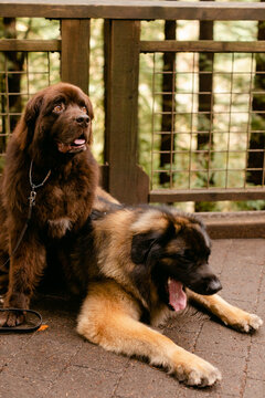 Big Dogs in Park