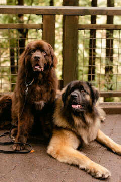 Two Giant Dogs on Trail in Woods
