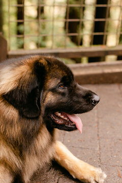 A Dog Relaxing in A Woodsy Park