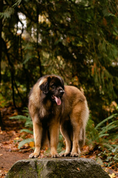 Large, Fluffy Dog Outdoors