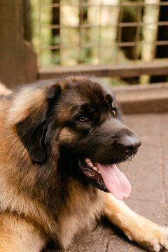 Large Dog with Tongue Hanging out of its Mouth