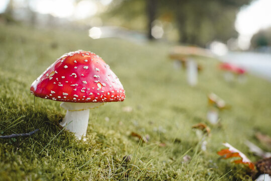 red fly amanita mushroom
