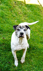 american staffordshire 