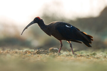 Red naped ibis standing on ground. The red-naped ibis also known as the Indian black ibis or black ibis is a species of ibis found in the plains of the Indian Subcontinent. Pseudibis papillosa.