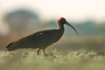 Red naped ibis on ground. Pseudibis papillosa. red-naped ibis also known as the Indian black ibis or black ibis.