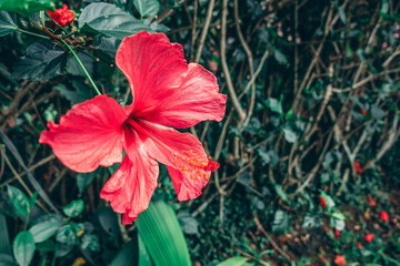 Pinky Flower in the woods