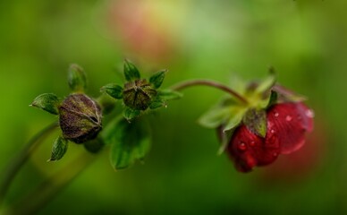 red flower and bud with green background