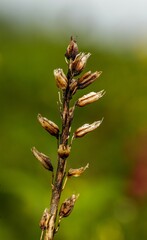 close up of dried bud and flower