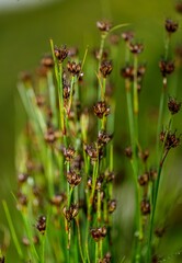 close up of grass flowers