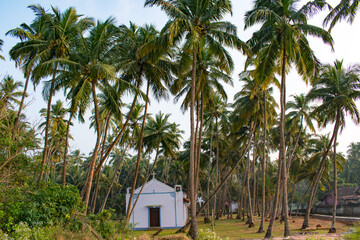 church surrounded by palm trees