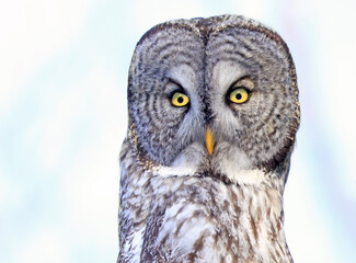 Great Grey Owl sitting on a tree branch in the forest, Quebec, Canada