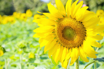 Close up yellow sunflower blooming in garden background