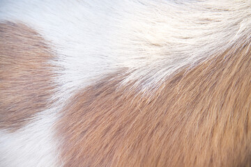 White brown smooth dog fur with soft texture on background