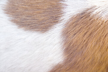 White brown smooth dog fur with soft texture on background