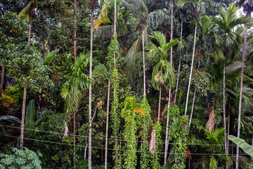 Long palm trees in a jungle