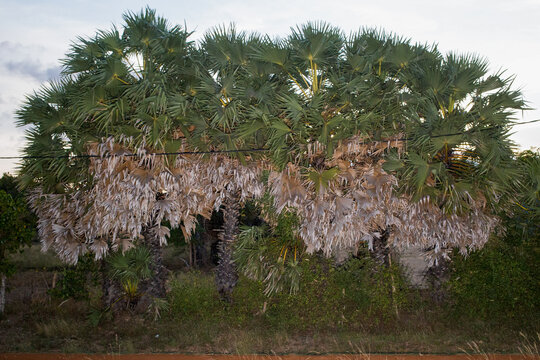 Palm Trees On The Country Side