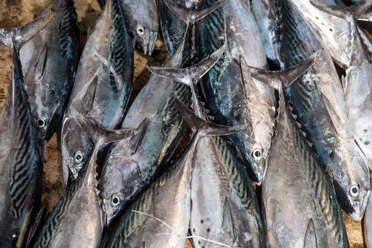 Catch of the day - the fish market of Negombo