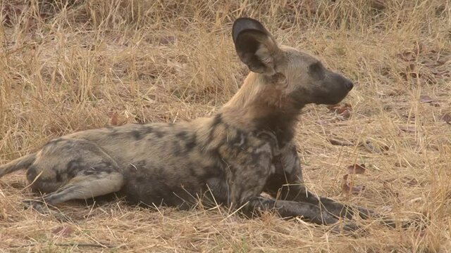 African wild dog watching attentively surroundings lied down in dry grass, close-up, all body parts visible