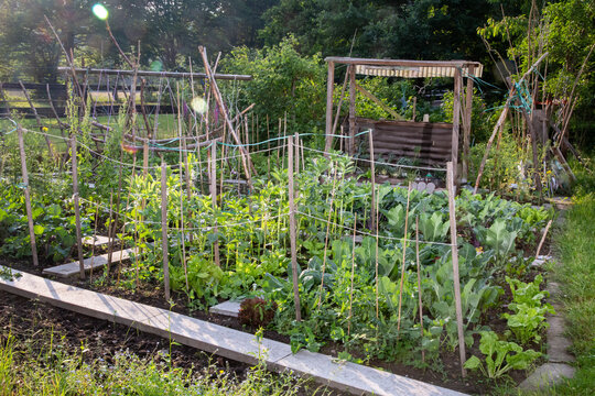 Vegetable garden