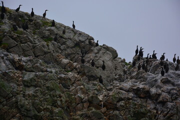 Fototapeta premium Vogelbeobachtung, Vögel sitzen auf einem Stein auf der Nordkap-Insel