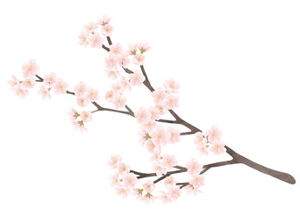 一枝の桜 水彩画／Watercolor painting, a branch of cherry blossoms
