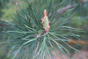 In the spring the pine branches come alive