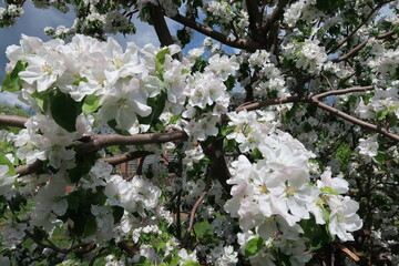 The apple tree blooms very beautifully in spring