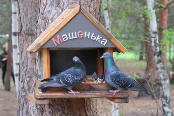 Forest pigeons flew to the feeder with the inscription "Mashenka"