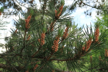 Pine cones grow in spring