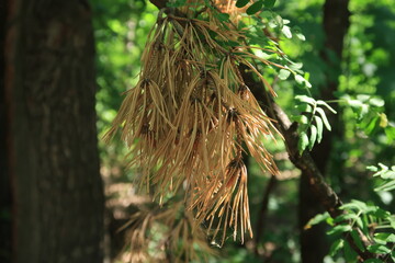Dry pine needles are very beautiful