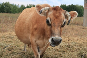 Jersey cow gives very fat milk