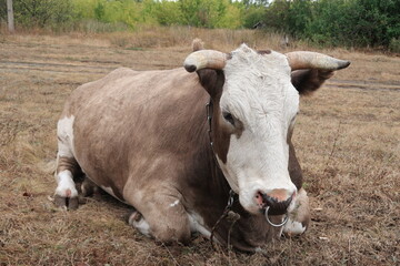 The bull nicknamed Mooney is very serious