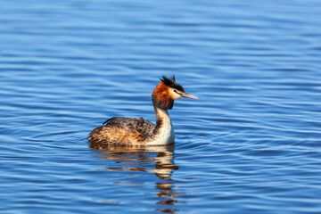 Colourful Great crested grebe in a lake