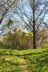 Flowering cherry branch