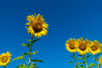Sunflowers are blooming on row get the sun at growing sunflower oil field of farm, beautiful landscape of yellow flowers against the blue sky space agriculture background.