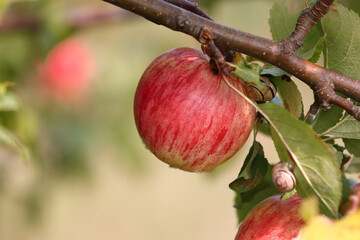 Ripe apples hanging on an apple tree.