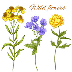 Beautiful summer filed flowers, cottagecore style botanica, wild florals, trollius, wild geranium, tarragon flowers, summer meadow design elements