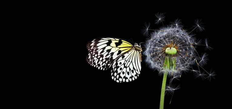 Bright tropical butterfly on dandelion seeds isolated on black. Butterfly on fluffy dandelion. Rice paper butterfly. Large tree nymph. White nymph butterfly. Copy space