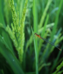 damselfly on paddy leaf