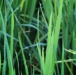 small spider on paddy leaf