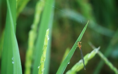 demselfly on green leaf