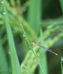 damself on the green  leaf