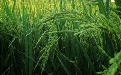 green rice field in close up