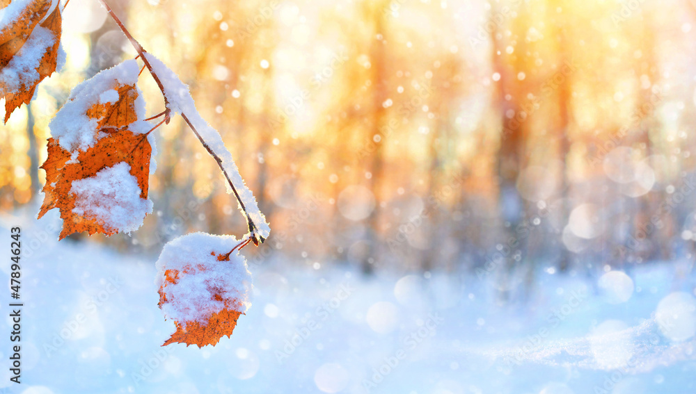 Poster winter background. winter scene in the forest. branch of birch tree with yellow leaves covered with 